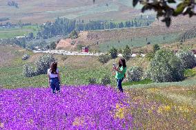 TURKEY-SIVAS-LAVENDER FIELD