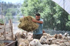 TURKEY-ISTANBUL-SACRIFICIAL ANIMAL MARKET