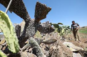 MIDEAST-JENIN-PRICKLY PEAR-BUG OUTBREAK