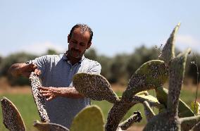 MIDEAST-JENIN-PRICKLY PEAR-BUG OUTBREAK