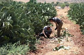 MIDEAST-JENIN-PRICKLY PEAR-BUG OUTBREAK