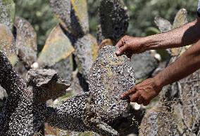 MIDEAST-JENIN-PRICKLY PEAR-BUG OUTBREAK