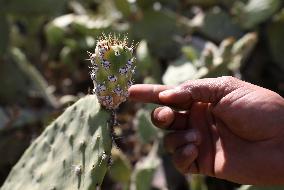 MIDEAST-JENIN-PRICKLY PEAR-BUG OUTBREAK