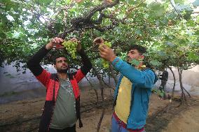 MIDEAST-GAZA-RAFAH-GRAPES