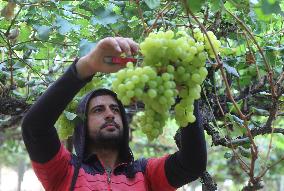 MIDEAST-GAZA-RAFAH-GRAPES