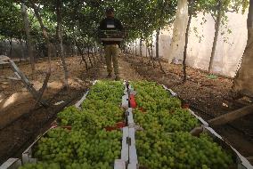 MIDEAST-GAZA-RAFAH-GRAPES