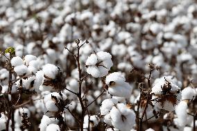 BRAZIL-GOIAS-COTTON-HARVEST