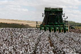 BRAZIL-GOIAS-COTTON-HARVEST