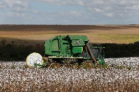 BRAZIL-GOIAS-COTTON-HARVEST