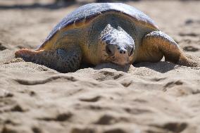 MALTA-MANIKATA-TURTLE-RELEASE