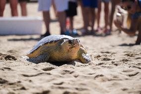 MALTA-MANIKATA-TURTLE-RELEASE