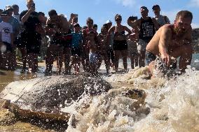 MALTA-MANIKATA-TURTLE-RELEASE