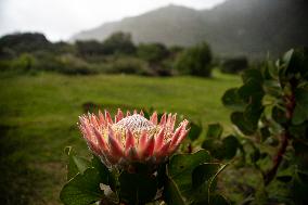 SOUTH AFRICA-CAPE TOWN-KING PROTEA-BLOOM