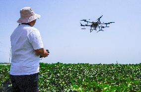 CHINA-XINJIANG-FARMLAND MANAGEMENT-SUMMER HARVEST-TECHNOLOGY APPLICATION (CN)