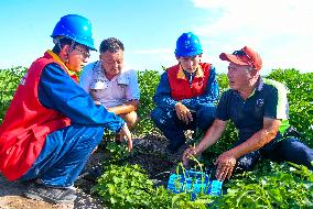 CHINA-XINJIANG-FARMLAND MANAGEMENT-SUMMER HARVEST-TECHNOLOGY APPLICATION (CN)