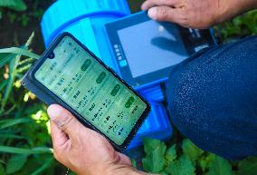 CHINA-XINJIANG-FARMLAND MANAGEMENT-SUMMER HARVEST-TECHNOLOGY APPLICATION (CN)