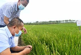 CHINA-XINJIANG-FARMLAND MANAGEMENT-SUMMER HARVEST-TECHNOLOGY APPLICATION (CN)