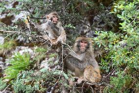 CHINA-QINGHAI-NANGQIAN-MACAQUE (CN)