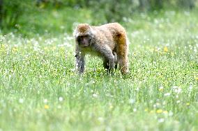 CHINA-QINGHAI-NANGQIAN-MACAQUE (CN)