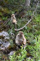 CHINA-QINGHAI-NANGQIAN-MACAQUE (CN)