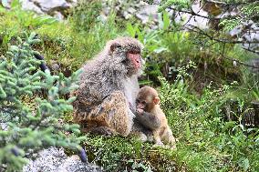 CHINA-QINGHAI-NANGQIAN-MACAQUE (CN)