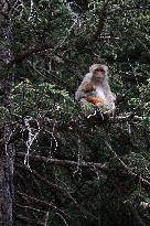 CHINA-QINGHAI-NANGQIAN-MACAQUE (CN)