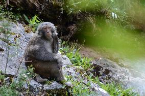 CHINA-QINGHAI-NANGQIAN-MACAQUE (CN)