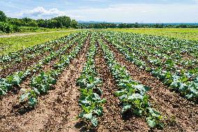 RUSSIA-VLADIVOSTOK-VEGETABLES