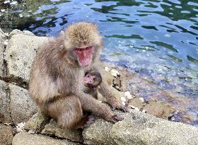 Mother monkey and baby