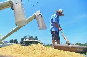 CHINA-HUNAN-RICE-HARVEST(CN)