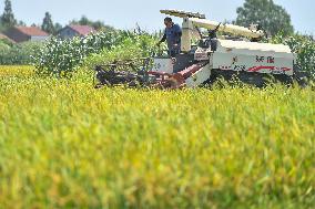 CHINA-HUNAN-RICE-HARVEST(CN)