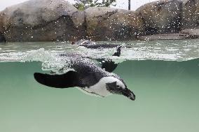 Penguin at northeastern Japan aquarium