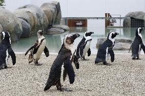 Penguins at northeastern Japan aquarium