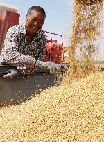 #CHINA-SUMMER GRAIN HARVEST-GROWTH (CN)