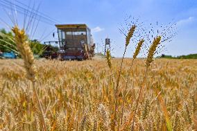 #CHINA-SUMMER GRAIN HARVEST-GROWTH (CN)