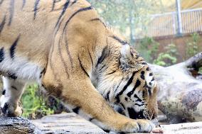 Amur tiger at Japan zoo