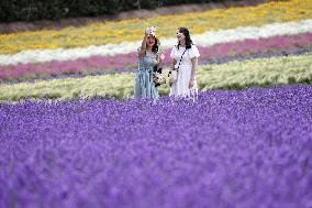 Lavender fields in Hokkaido
