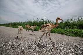 CHINA-LIAONING-RED-CROWNED CRANE (CN)