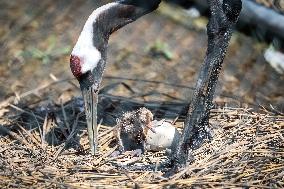 CHINA-LIAONING-RED-CROWNED CRANE (CN)