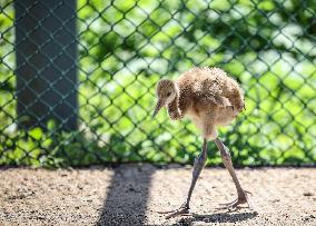 CHINA-LIAONING-RED-CROWNED CRANE (CN)