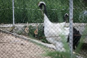 CHINA-LIAONING-RED-CROWNED CRANE (CN)