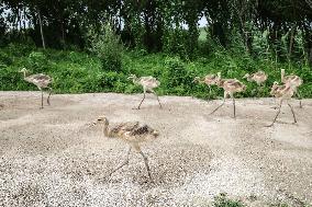 CHINA-LIAONING-RED-CROWNED CRANE (CN)