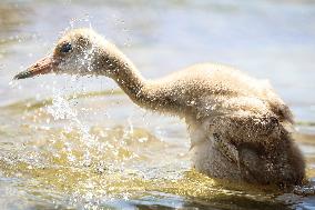 CHINA-LIAONING-RED-CROWNED CRANE (CN)