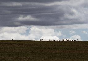(InTibet)CHINA-TIBET-QIANGTANG NATURE RESERVE-TIBETAN ANTELOPES-BREEDING (CN)