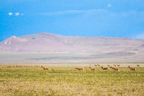 (InTibet)CHINA-TIBET-QIANGTANG NATURE RESERVE-TIBETAN ANTELOPES-BREEDING (CN)