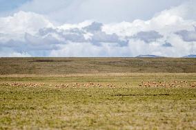 (InTibet)CHINA-TIBET-QIANGTANG NATURE RESERVE-TIBETAN ANTELOPES-BREEDING (CN)