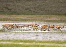 (InTibet)CHINA-TIBET-QIANGTANG NATURE RESERVE-TIBETAN ANTELOPES-BREEDING (CN)