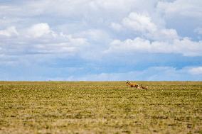 (InTibet)CHINA-TIBET-QIANGTANG NATURE RESERVE-TIBETAN ANTELOPES-BREEDING (CN)