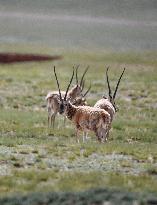 (InTibet)CHINA-TIBET-QIANGTANG NATURE RESERVE-TIBETAN ANTELOPES-BREEDING (CN)