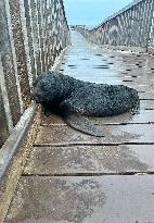 NAMIBIA-WINDHOEK-SEALS-RESCUE